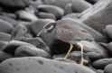 035 Yellow-crowned night heron 02